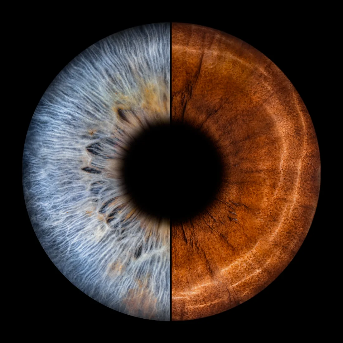 Zwei Iriden · Quadrat – Irisfotografie als Wandbild von JALES – feine Motive